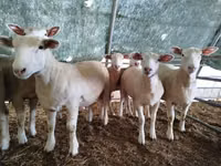 Qoʻy, Ile-de-France sheep — 2-rasm