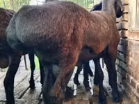 Widder, Schafe — Foto 1