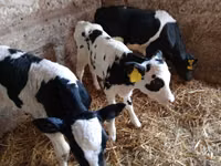 公牛, Limousin cow — 照片 2