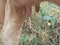 بقرة, Swiss cattle — الصورة 3