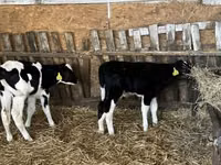 ثور, Russian Black pied cattle — الصورة 6