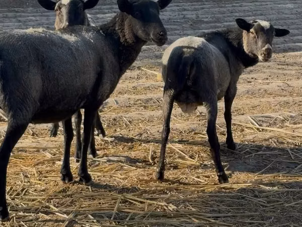 Schafe (Partie, Geschlecht nicht angegeben), Romanov sheep
