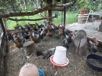 Dutch Bantam — photo 8