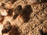 Chickens — Foto 2