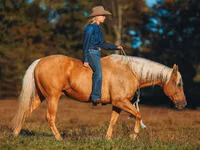 公马, Quarter Horse — 照片 7