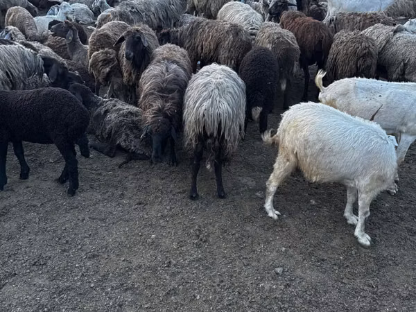 Brebis, Moutons