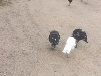 Guinea fowl — फ़ोटो 2