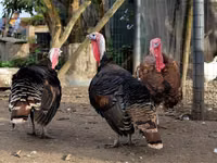 Turkeys — foto 3