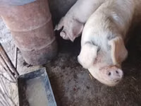Vier, Porci — foto 7