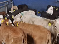 Bovine (lot, sex nespecificat), Simmental cattle — foto 1