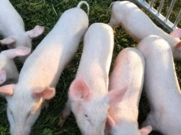 Säue, Schweine
