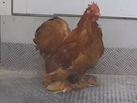 Pékin Bantam — photo 2