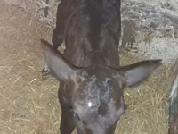 Rinder (Partie, Geschlecht nicht angegeben), Limousin-Kuh — Foto 2