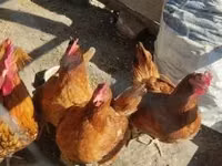 Chickens — 3-rasm
