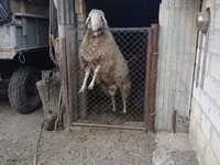 Oveja, Ovejas — foto 4
