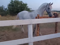 حصان, Orlov Trotter — الصورة 4