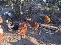 Chickens — 照片 8