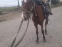 Toychoq, Karabakh horse — 2-rasm