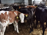 Bou, Simmental cattle — foto 3