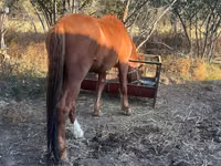 Caballo, Caballos — foto 2