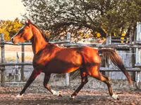 حصان, Shagya — الصورة 3
