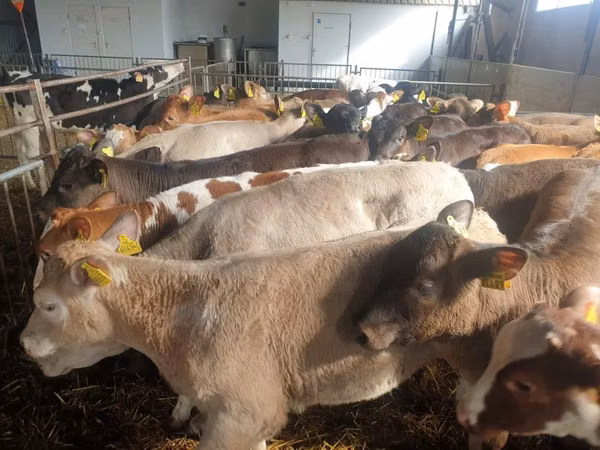 Buqa, Simmental cattle