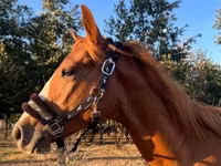 公马, Quarter Horse — 照片 1
