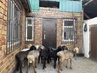 Oaie, Rhon sheep — foto 7