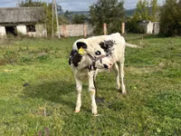 Kuh, Russian Black pied cattle — Foto 1