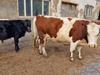 Уй, Швиц породу — сүрөт 1