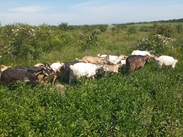 Capră, Alpine goat