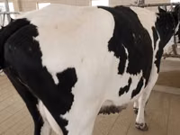 母牛, Holstein breed — 照片 7