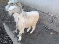 تيس, الماعز — الصورة 1