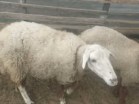 母羊, Sheep — 照片 3