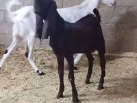 عنزة, Kamori goats — الصورة 4