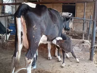 İnək, Russian Black pied cattle — foto 4