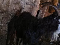 Capră, Kamori goats — foto 3