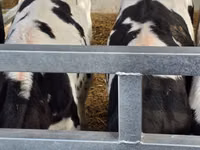 Bulle, Russian Black pied cattle — Foto 2