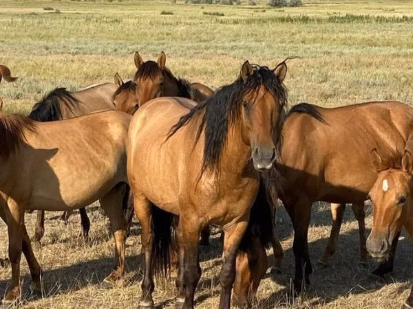Cal, Mugalzhar horse