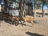 Ziege, Nubian Goat — Foto 3