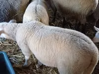 公羊, Romanov sheep — 照片 3