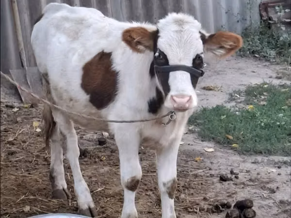 Vaca, Brown Latvian