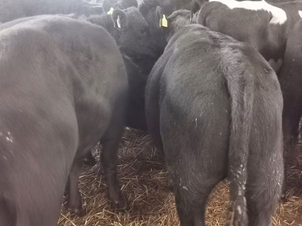 公牛, Aberdeen-Angus