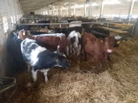 牛只（批次，未指定性别）, Simmental cattle — 照片 2