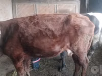 Vacă, Bovine — foto 3