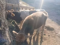 Sigir, Russian Black pied cattle — 5-rasm