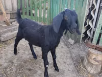 Cabra, Cabras — foto 4