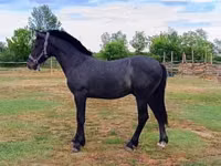 公马, Horses — 照片 2