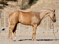حصان, Quarter Horse — الصورة 2