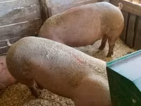 Vier, Porci — foto 2